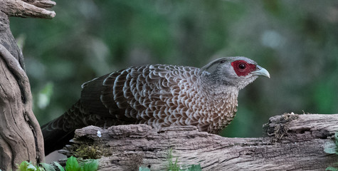 Khaleej Pheasant Female in the nature of Sattal