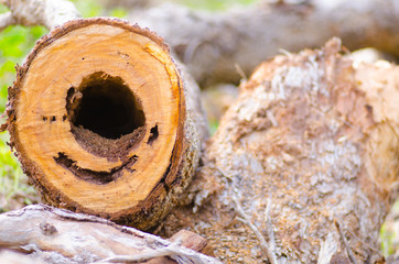 Timber log on forest floor with hole in trunk