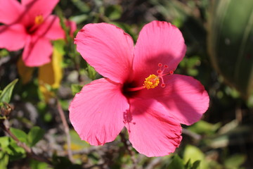 Pinker Hibiskus © Marlen