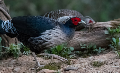 Khaleej Pheasant Male in the nature of Sattal