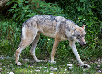 Naklejka na ściany i meble Wolf durchstreift Wildpark Grünau im Almtal