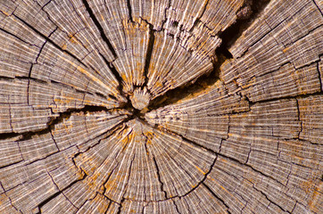 Close up macro detail image of rough tree trunk surface with ring and circle pattern and texture of cut and chopped tree, backdrop, wallpaper and copy space.