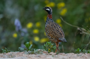 Black Francolin Male in the nature of Sattal