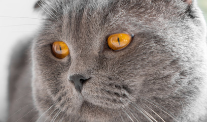 the look of a beautiful cat