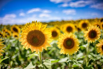 Fototapeta premium Gorgeous natural Sunflower landscape, blooming sunflowers agricultural field, cloudy blue sky