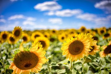 Fototapeta premium Gorgeous natural Sunflower landscape, blooming sunflowers agricultural field, cloudy blue sky