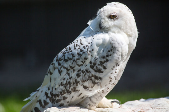 Schnee-Eule im Wildpark Gr&uuml;nau im Almtal