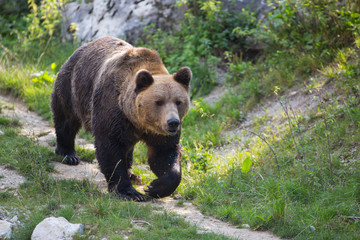 Braunbär im Wildpark Grünau im Almtal