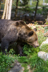 Braunbär im Wildpark Grünau im Almtal