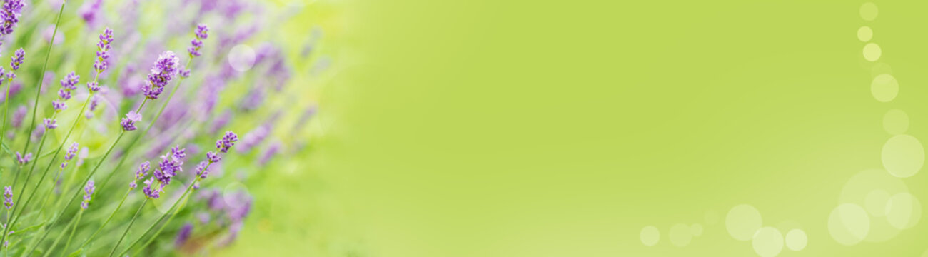 Lavendel-Panorama mit Copyspace