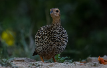 Black Francolin Female in the nature of Sattal