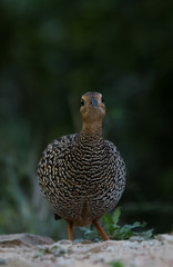 Black Francolin Female in the nature of Sattal