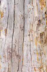 Close up Australian tree bark pattern and texture