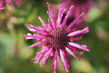 Fototapeta premium Flower of Monarda Didyma