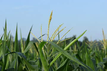 natural grass flower and corn flower