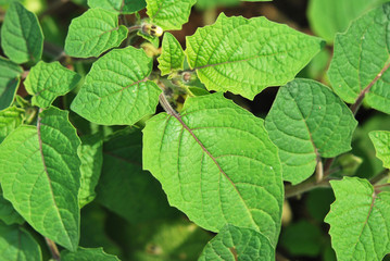 Leaves of Physalis