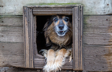 furry dog ​​guards the house, sits in a booth