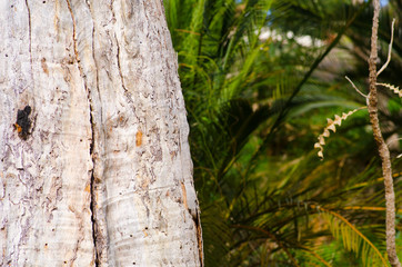 Obraz premium Gumtree bark pattern forest Australia