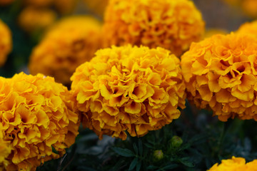 yellow flowers in the garden