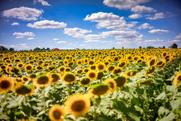 Gorgeous natural Sunflower  landscape, blooming sunflowers agricultural field, cloudy blue sky