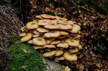 mushrooms wild