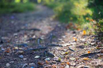 Trail in the autumn forest. The beginning of autumn, the concept of a pleasant, nostalgic atmosphere.