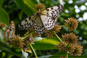 Tropicher Schmetterling 