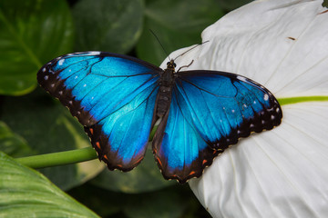 Blauer Morphofalter (Morpho peleides) 