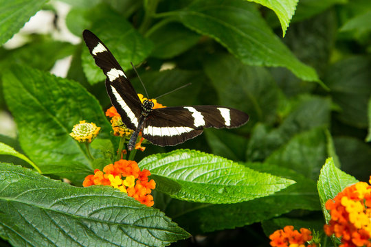 Zebrafalter