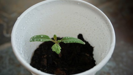 Panta de tomate cherry germinando y creciendo