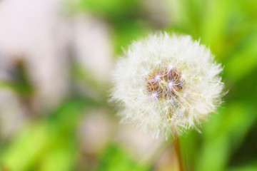 Closeup of dandelion fluff