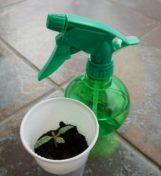 Planta germinada de tomate cherry reci&eacute;n regada