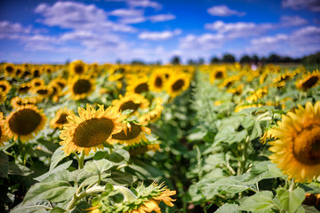 Gorgeous natural Sunflower  landscape, blooming sunflowers agricultural field, cloudy blue sky