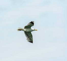 seagull in flight