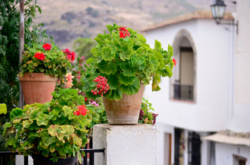 Plants with red flowers in orange pots, Almeria, Spain