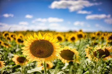 Gorgeous natural Sunflower  landscape, blooming sunflowers agricultural field, cloudy blue sky