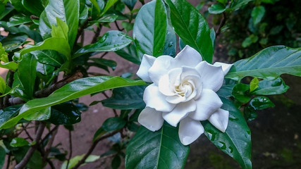 White Gardenia Flower after rain drop