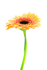 Multicolored gerbera on white background