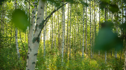 Birkenwald im Sommer in Finnland