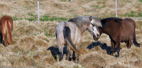 Les chevaux islandais dans la nature sauvage