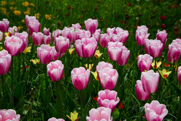 Tulpenfeld auf der Insel Mainau im Bodensee