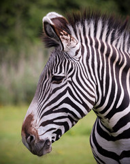Fototapeta na wymiar A Close Up View of a Zebra, Equus grevyi
