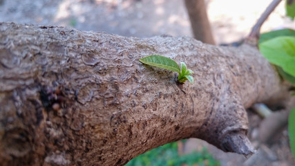Naklejka na ściany i meble close up some buds from avocado tree. Close-up of a bud of leaves