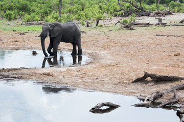 Wild elephant in botswana on water hole