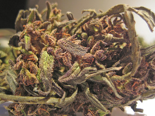 Cannabis bio cretan purple haze macro vintage old school feelings shoots