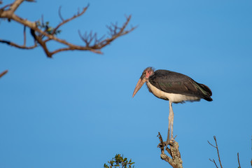 Marabou Storks perched on a tree branch in South Africa.