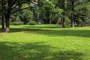empty city green park with lawn tall trees and trimmed grass with fallen leaves on an early sunny warm morning - obrazy, fototapety, plakaty