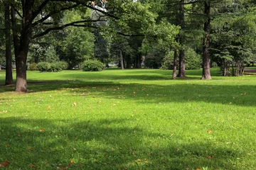 Foto auf Leinwand leerer grüner Stadtpark mit hohen Bäumen des Rasens und getrimmtem Gras mit gefallenen Blättern an einem frühen sonnigen warmen Morgen © akintevs