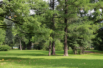 empty city green park with lawn tall trees and trimmed grass with fallen leaves on an early sunny warm morning