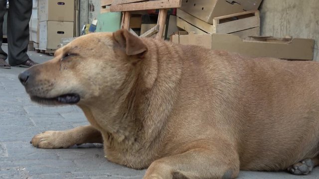 Kherson, Ukraine - 17th of August 2019: 4K Zoom in face of a fat neutered dog living on the market